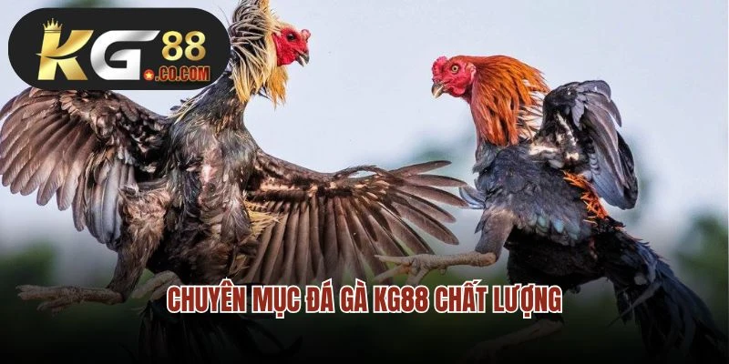 Chuyên mục đá gà KG88 chất lượng